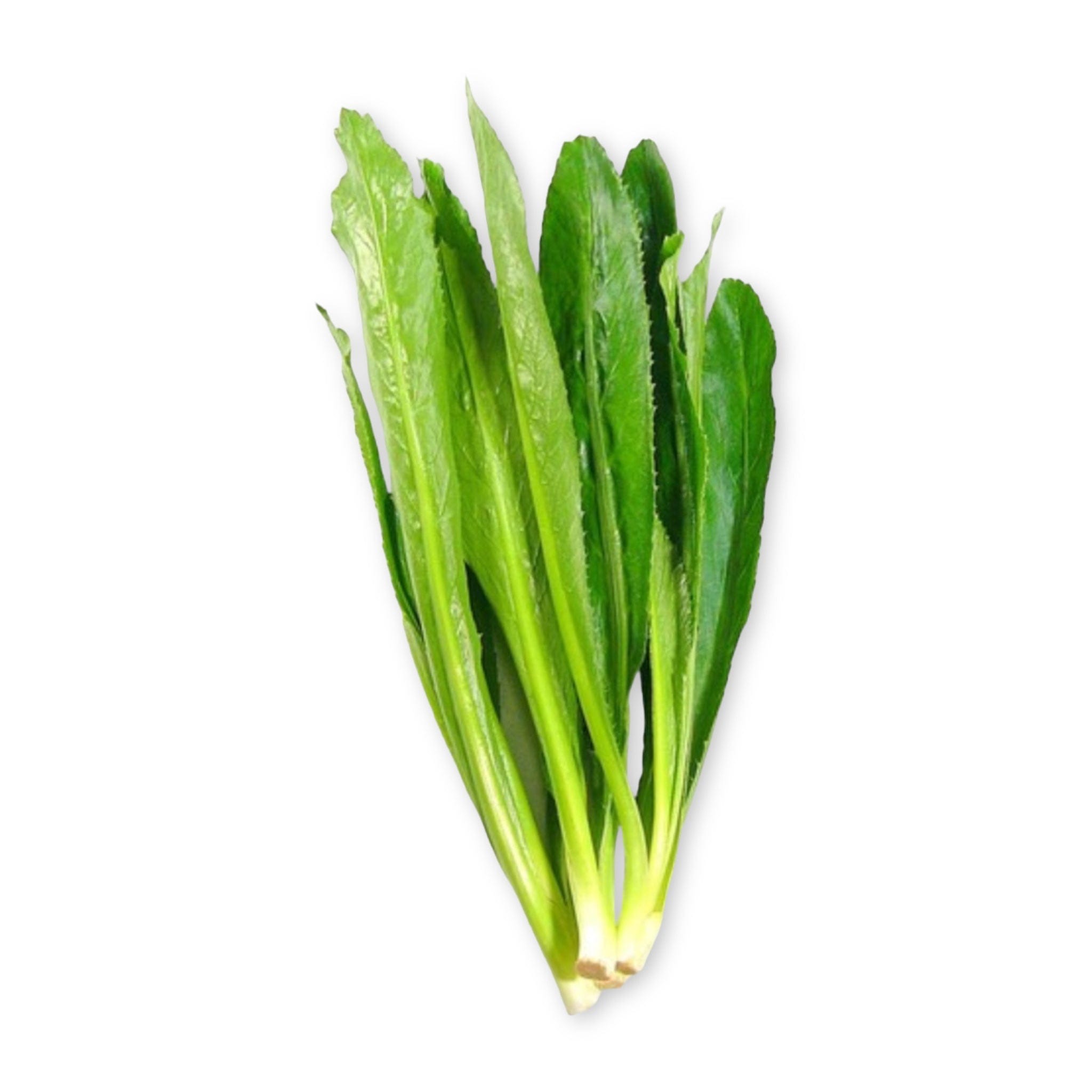 Bon Doniya / Thai Parsley