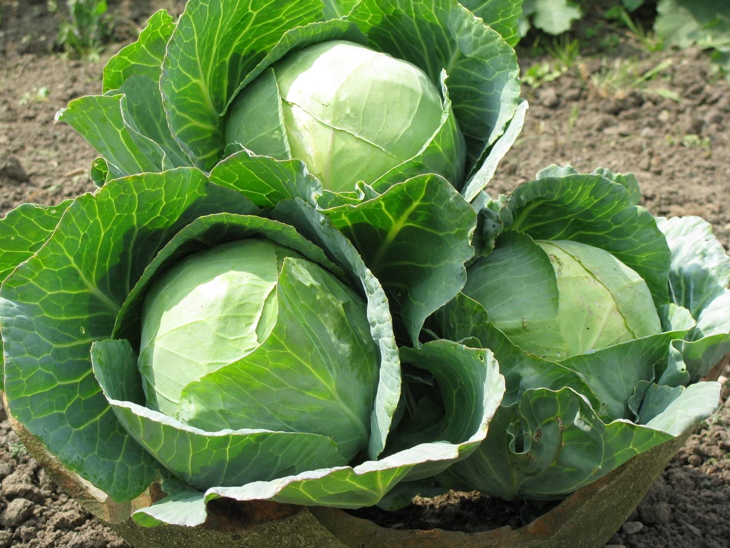 Green Cabbage