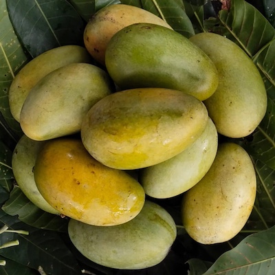 Mango Amrupali