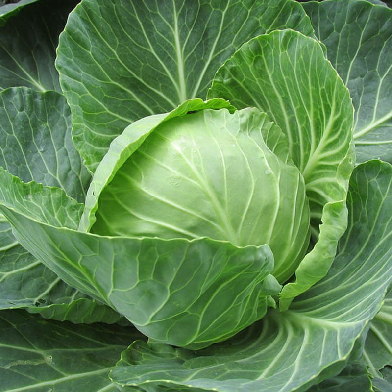 Small Cabbage