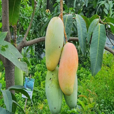 Mango Banana