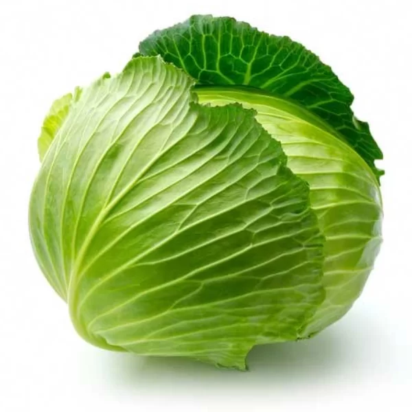 Large Cabbage