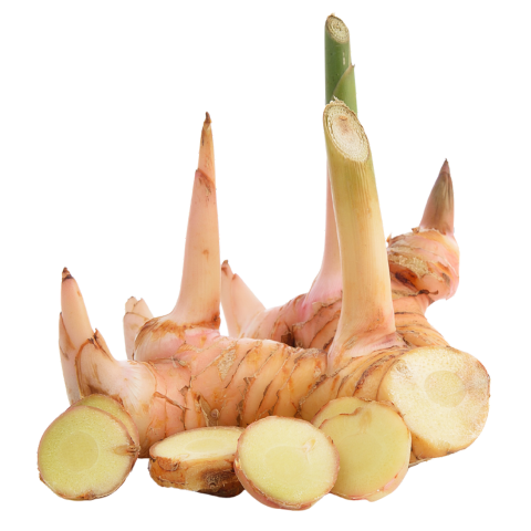 Galangal PP