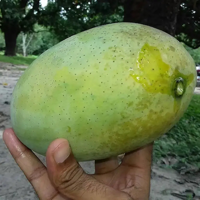 Mango Fazli