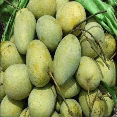Mango Fazli