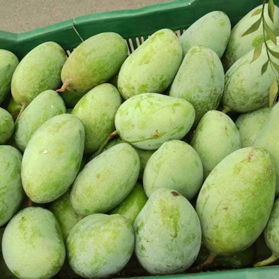 Mango Fazli