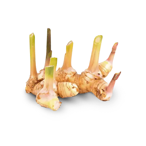 Galangal PP