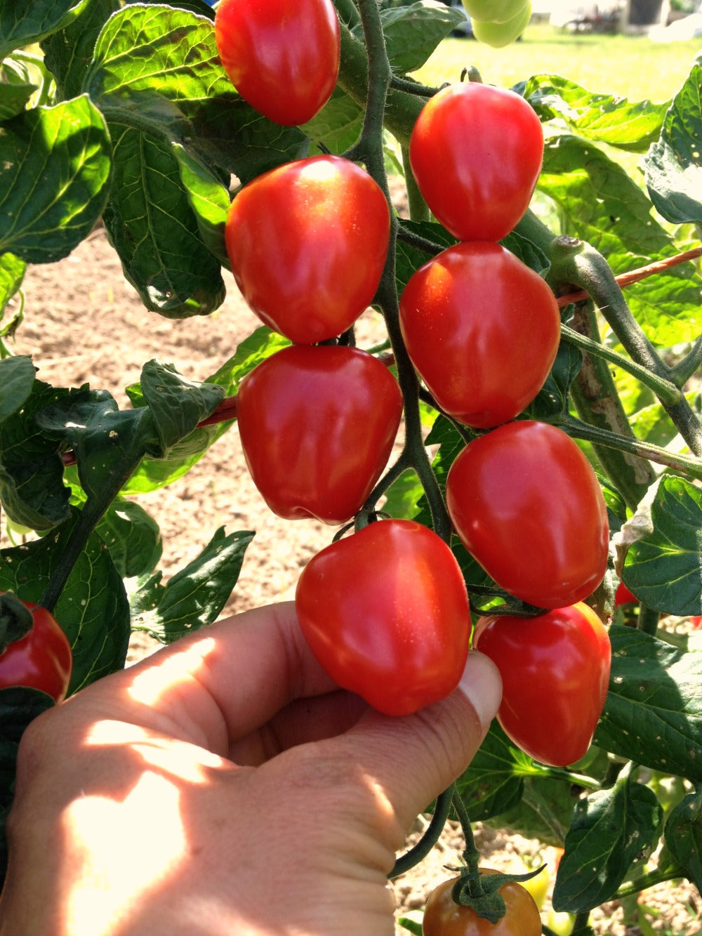 Vine Tomato