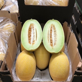 Galia Melon