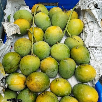 Mango Himsagar