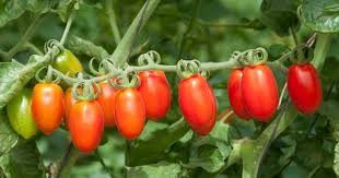 Vine Tomato