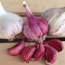 Garlic Spanish