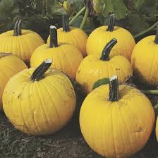 Pumpkin Yellow