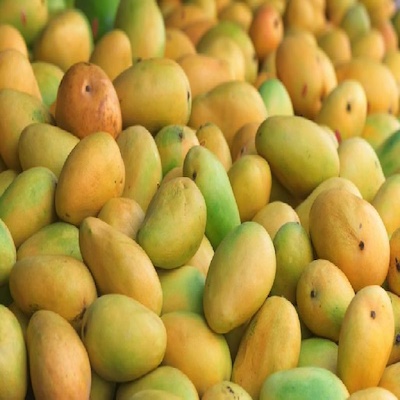 Kesar Mango Large