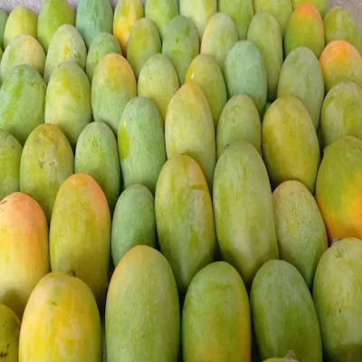 Kesar Mango Large