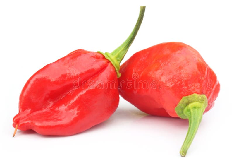 Naga Morich