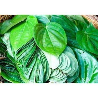 Paan / Betel Leaf