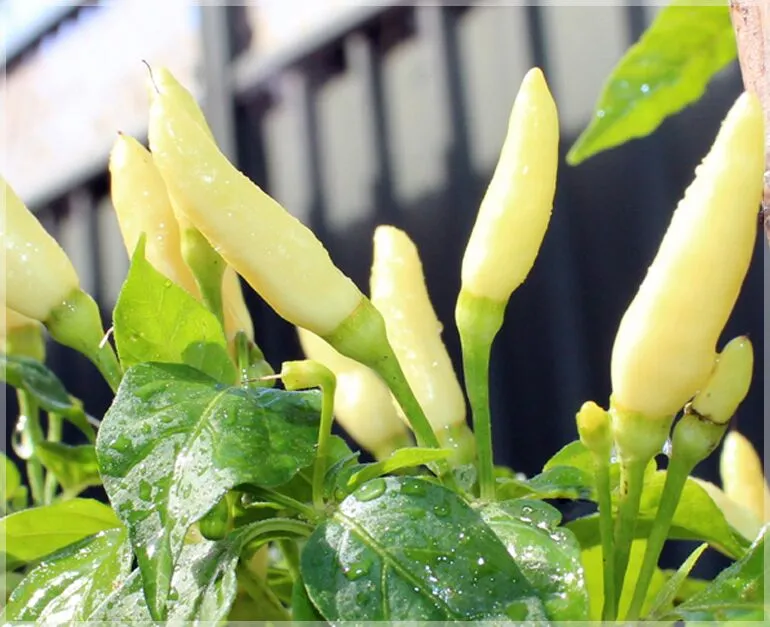 Turkish White Chilli