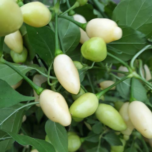 Turkish White Chilli PP