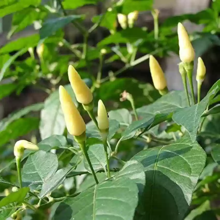 Turkish White Chilli PP