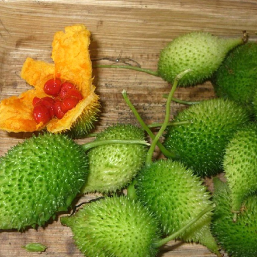 Kakrol/Spiny Gourd