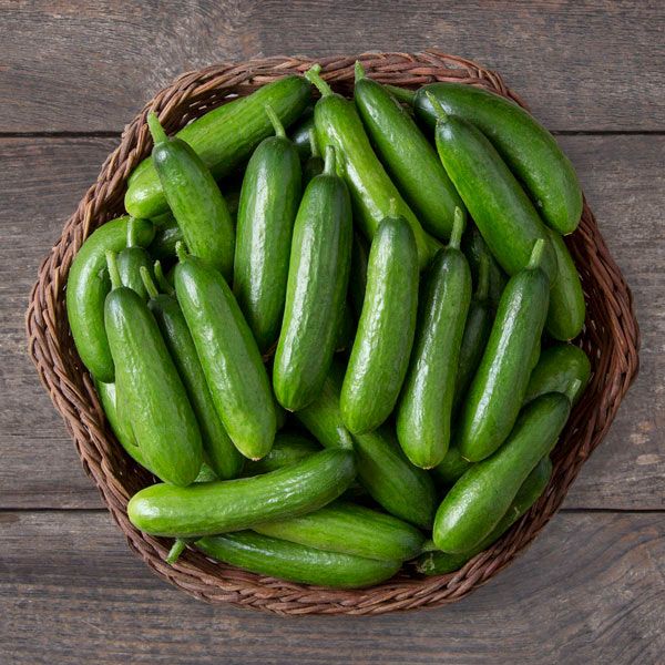 Mini Cucumber