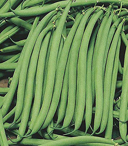 Forash Bichi / French Bean