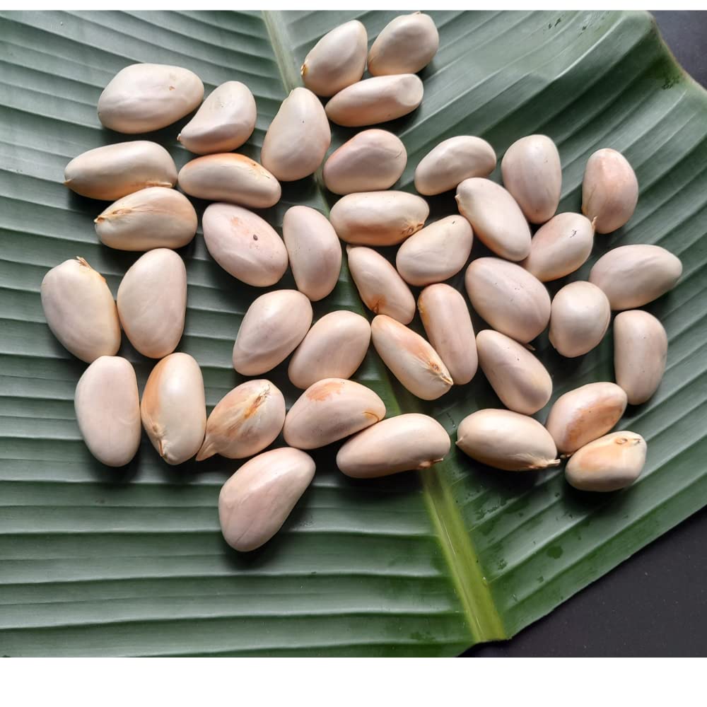 Jackfruit Seed