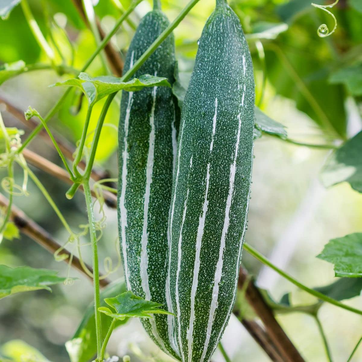 Kohi / Snake Gourd