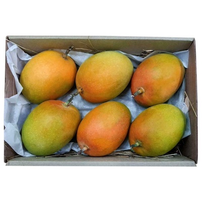 Alphonso Mango