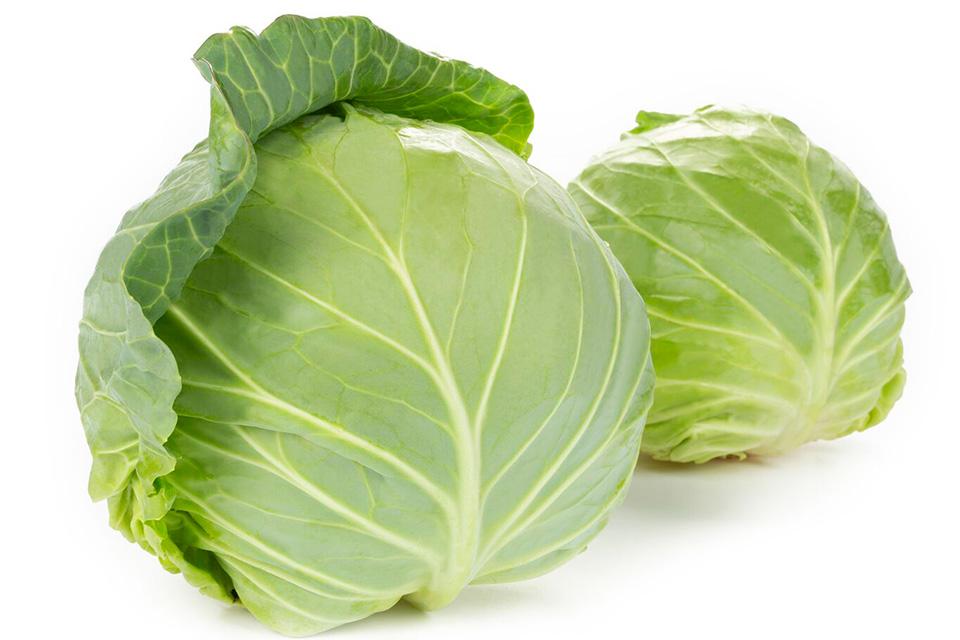 Large Cabbage