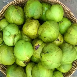 Chalta / Elephant Apple