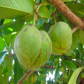 Chalta / Elephant Apple