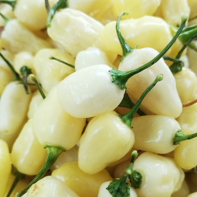 Turkish White Chilli