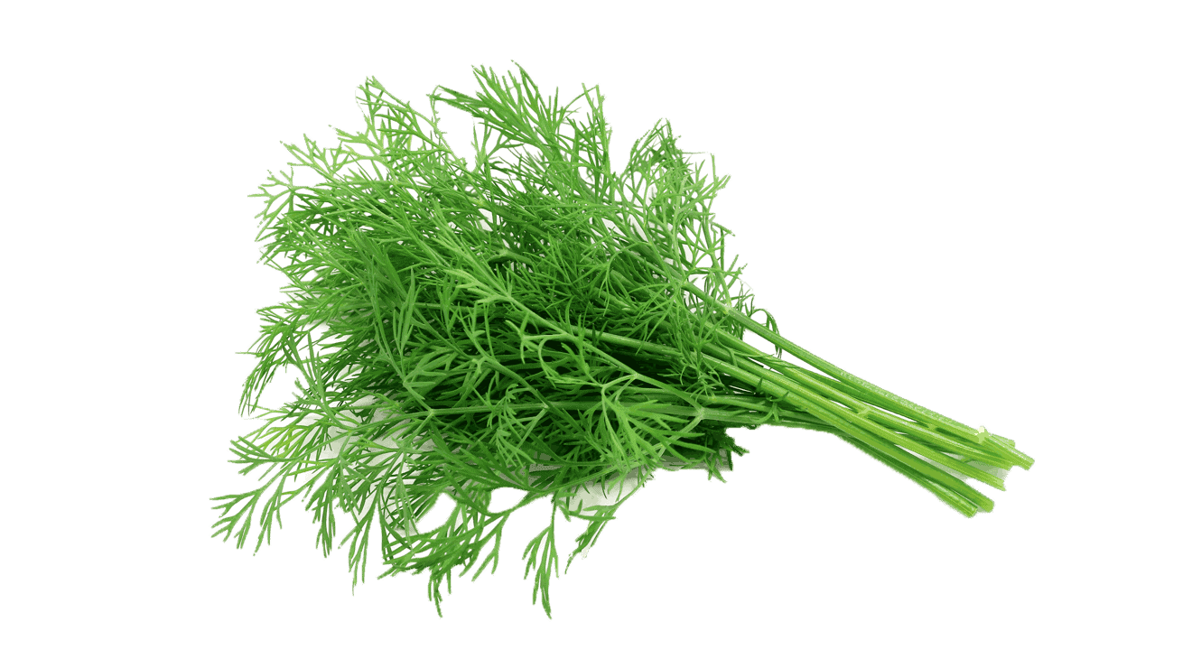 Dill