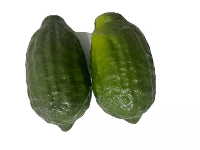 Ada Lebu