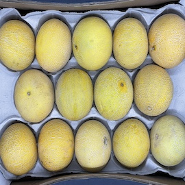Galia Melon