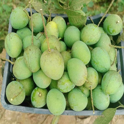 Mango Haribhanga