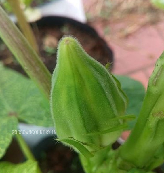 Fat Okra Mexico