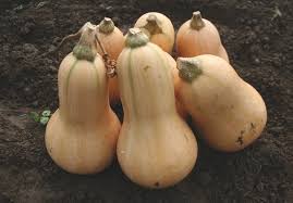 Butternut Squash