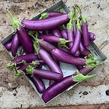 Aubergine