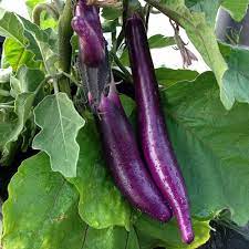 Aubergine