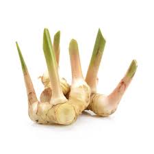 Galangal PP