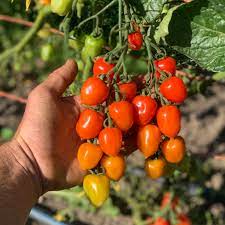 Vine Tomato