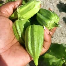 Fat Okra Mexico