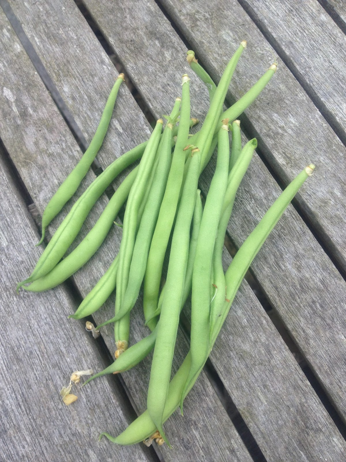 Boby Beans