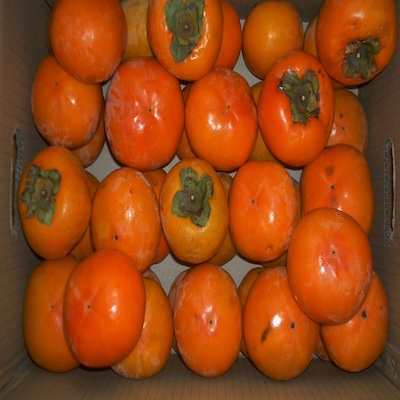 Kaki PP
