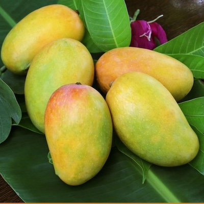 Kesar Mango Large