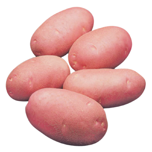 Potato Red PP