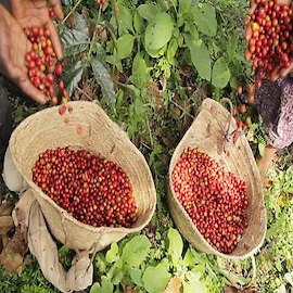 Lukluki / Coffee Plum